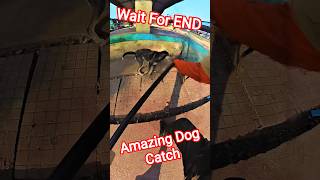 Food Market Dog Catching Time #animalstvvlog #yt #shorts #pets #animals #ytviral
