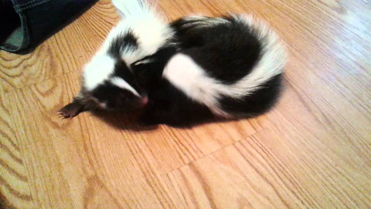 Lilly the pet skunk makes a friend YouTube