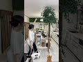 猫じゃらし界隈が凄すぎる　＃界隈　＃猫じゃらし歴　＃保護猫