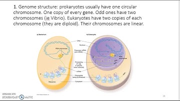 Genome Annotation - Definition, P and E Genes