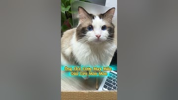 🍀 Mon Mon Mất May Mắn Rồi Sao 😱 #thúcưng #vậtnuôi #chómèohàihước #funny #pets #cat #cute