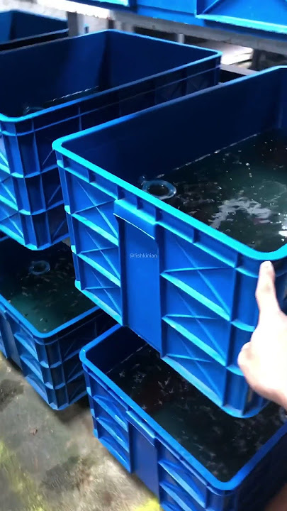 Discuss the Betta Fish Fry Breeding Containers Available Here!!