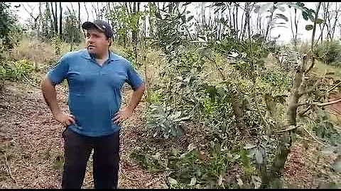 Como podar ervas?