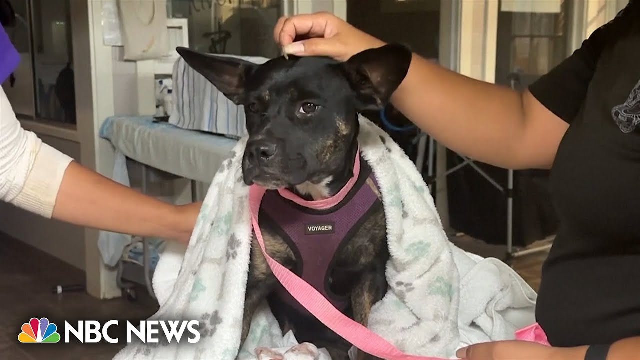 Thousands of family pets affected by devastating Lahaina wildfire