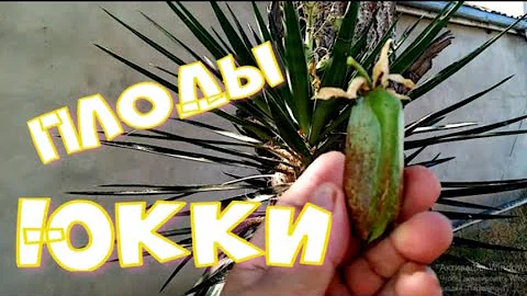 Плоды Юкки.  Пробуем.