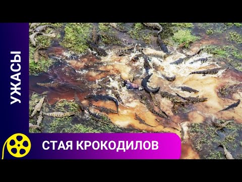 ГРУППА ПУТЕШЕСТВЕННИКОВ ОТПРАВЛЯЕТСЯ В ДРЕВНЮЮ ПЕЩЕРУ! Стая крокодилов. Фильмы для молодежи.