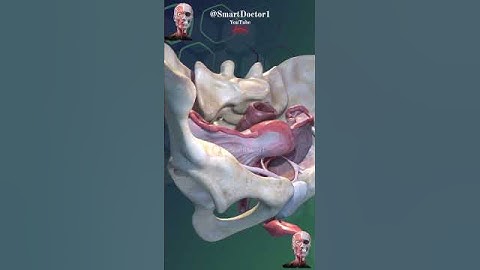 Female pelvic gates |  The female system  ♀️