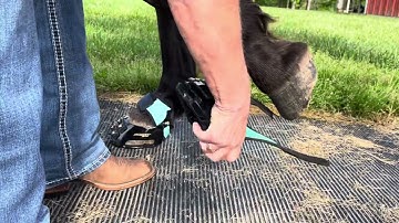 Putting on your Scoot boot Adjust with the Multipurpose Gaiter