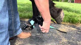 Putting on your Scoot boot Adjust with the Multipurpose Gaiter