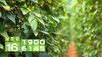 Phải làm thế nào khi cây tiêu bị rụng lá non? | VTC16