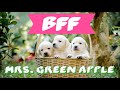 BFF/Mrs. GREEN APPLE【歌詞付き】