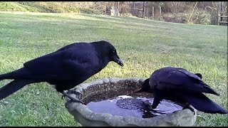 Birdbath Cracker Party