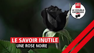 Le savoir inutile : Une rose noire (09/06/21)