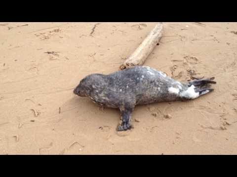 Bébé phoque  plage de la Govelle, à Batz-sur-Mer
