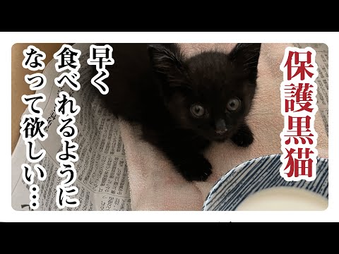 【保護子猫】「自分で食べれない…回復するのだろうか？」家族2日目・3日目