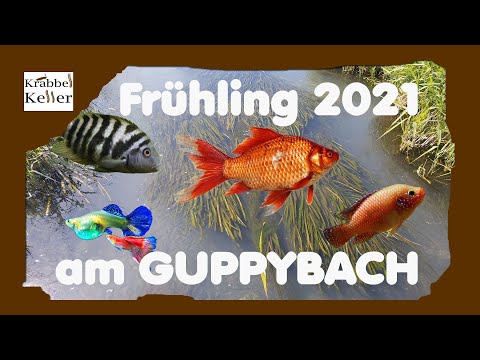 GUPPYBACH Frühling 2021