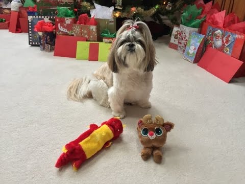 shih tzu favorite toys