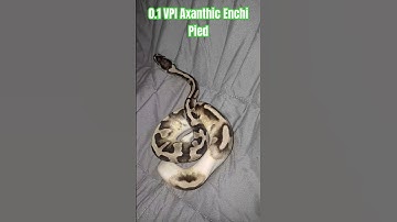 0.1 VPI Axanthic Enchi Pied