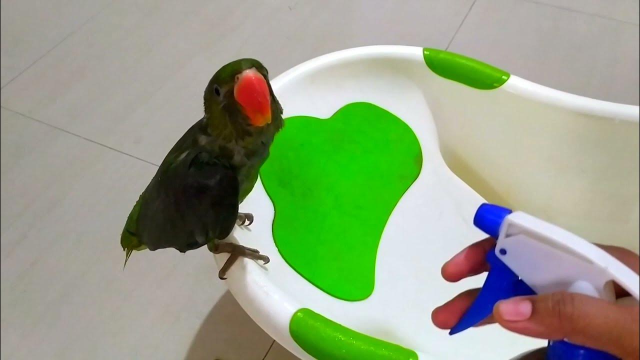 Why Do Birds Need Baths. ( Part 2)What Age You Should Give Baths To