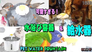 可愛い犬用ペットウォーターファウンテンを鳥・インコの水浴び容器に使ったら...｜水飲み器 自動給水器 お掃除簡単 静音 #1653