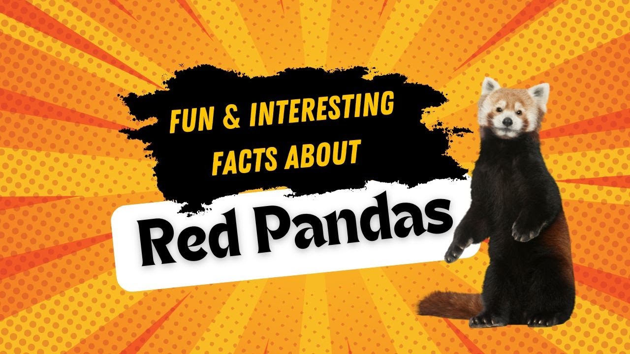Fun Fact Reddish Fun and Interesting facts about Red Panda - YouTube