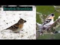 Bergfink | Aussehen, Ruf, Merkmale… Brambling #vogel