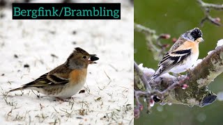 Bergfink | Aussehen, Ruf, Merkmale… Brambling #vogel
