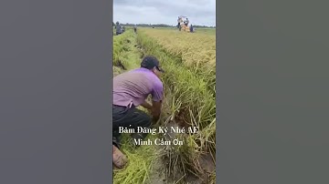 Bắt Rắn Bắt Chuột Mùa Cắt Lúa #xuhuong  #shortvideo #shorts #sănbắtmiềntây