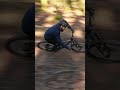 Riding Enduro Compound Tyres On A Flow Descent! 🚵