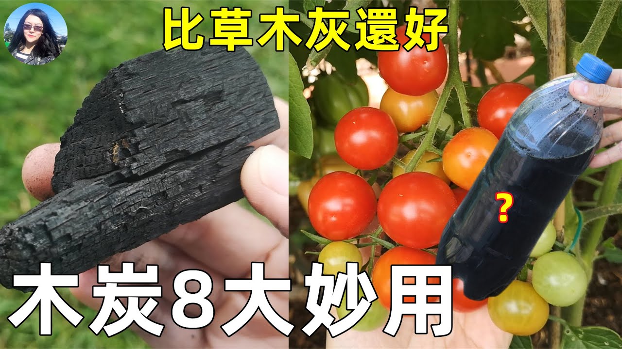 Biochar tricks in Garden 木炭8大妙用, 比草木灰還好, 產量翻倍的秘密, 種菜種花少不了