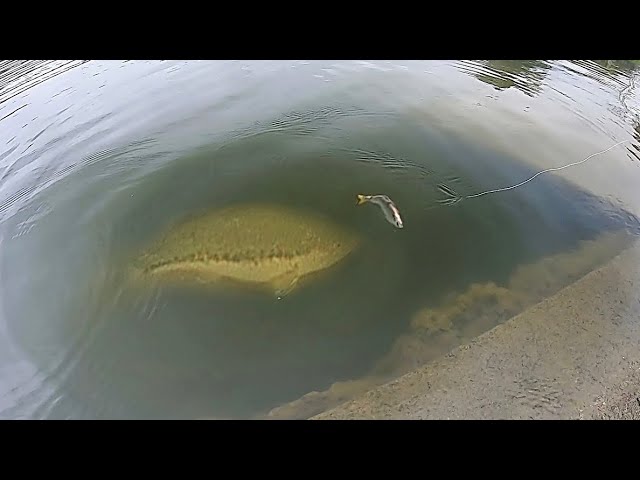 IBobber ReelSonar Netfish - @bankrobbers_alex using our scale on a big ole  fish!! What is your Pb bass? Does it beat this pig? • • Get the best fish  scale on our website!