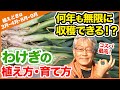 3月植えおすすめ！何年も無限に収穫できる！？コスパ最高！分葱（わけぎ）の植え方・育て方【家庭菜園】【20日わけぎ】【球根】