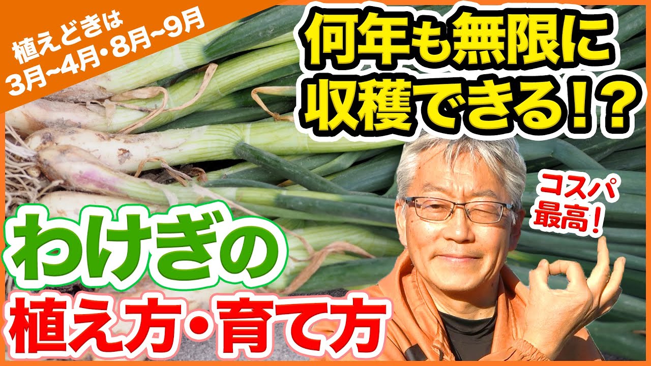 3月植えおすすめ 何年も無限に収穫できる コスパ最高 分葱 わけぎ の植え方 育て方 家庭菜園 日わけぎ 球根 Youtube