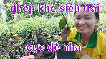 kỹ thuật ghép khế siêu trái cực dễ nha.