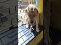 Amar lunch complete holo tomader ki khobor?😍#labrador #dog #pets#doglover