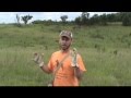 An Introduction to Planting Birds for Hunting Pup Training by Bluestem Kennels An Introduction to Planting Birds for Hunting Pup Training by Bluestem Kennels