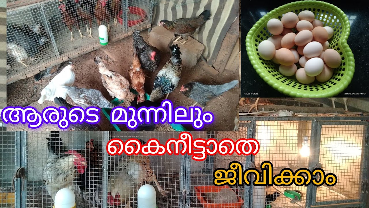 വീട്ടമ്മ ആയ എന്റെ ഒരു ദിവസത്തെ വരുമാനം #കോഴി വളർത്തൽ #HAMDAN Vlogs 