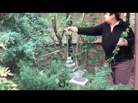 Video: Lazda Un Lazdu Rieksti Jūsu Dārzā