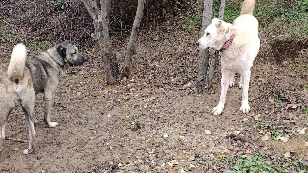 KANGAL İLE AKBAŞ KAFA KAFAYA GELİRSE... 
