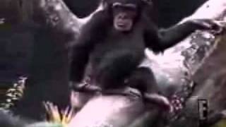 Monkey smells his finger then faints
