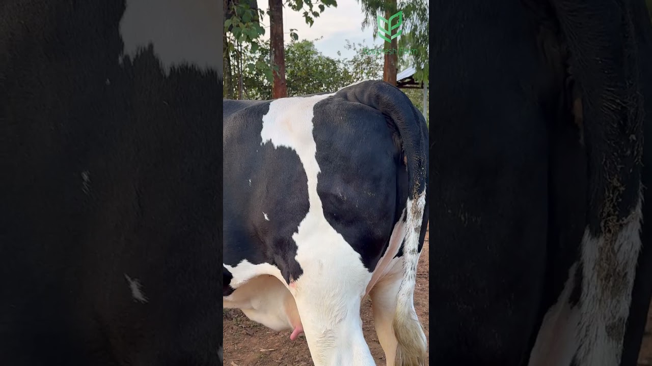 ወሊድ ያቆሙ ላሞች እጣ ፈንታ