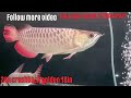 #fish #everyone #aquarium #viral #aquariumfish #arowana #arowanalovers #goldenarowana