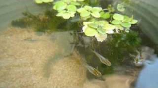 20100501a.m4v