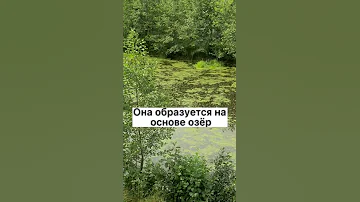 А вы знали, как болото засасывает ? #Shorts