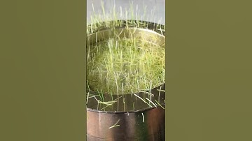 Will it Button? Static Grass