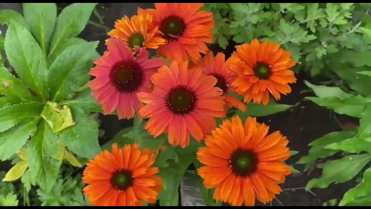 Запрошую насолодитися красою моїх квітів під авторські пісні моєї доні! Співає Оксана Роспоп