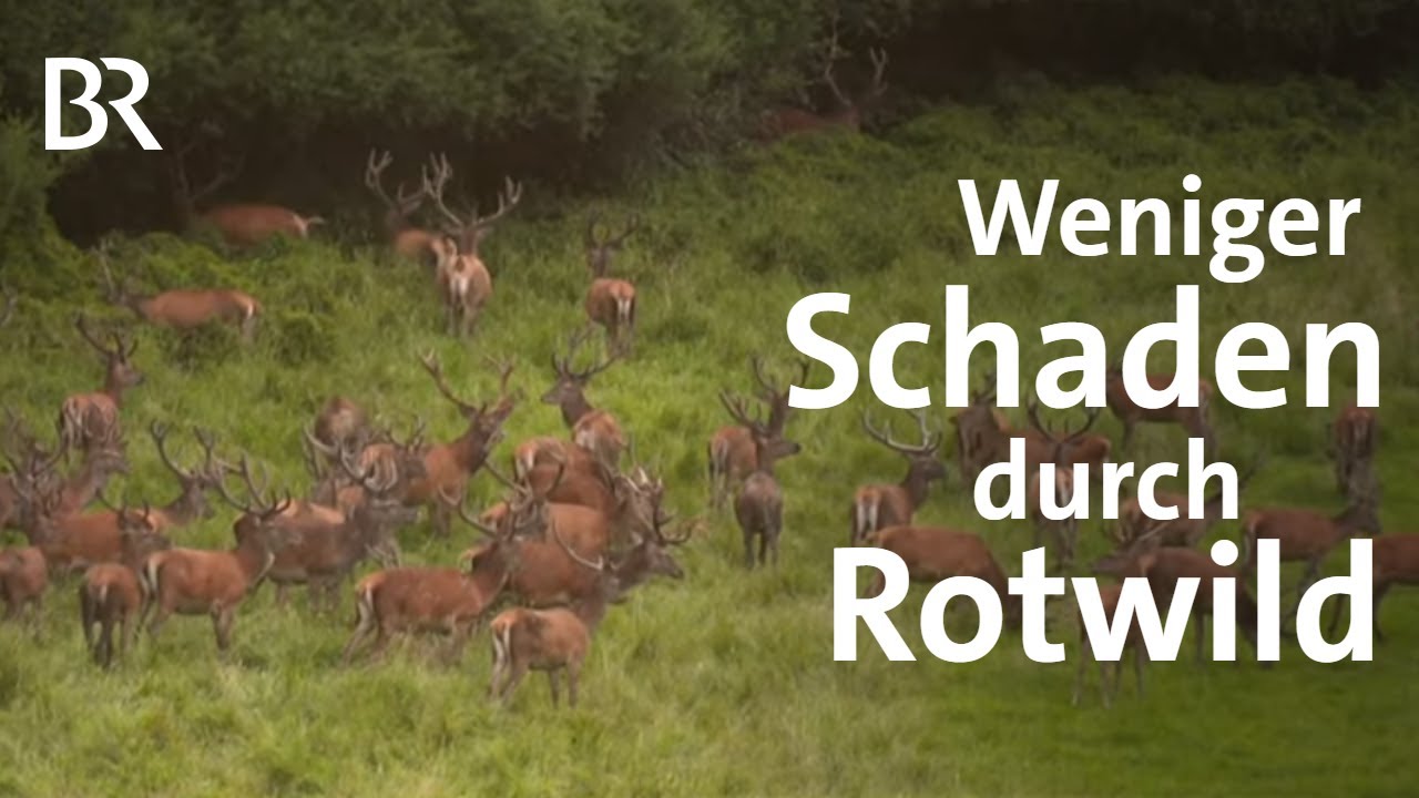 Wie sinnvoll sind Reservate für Hirsche? Diskussion um Jagd auf Rotwild | Unser Land | BR