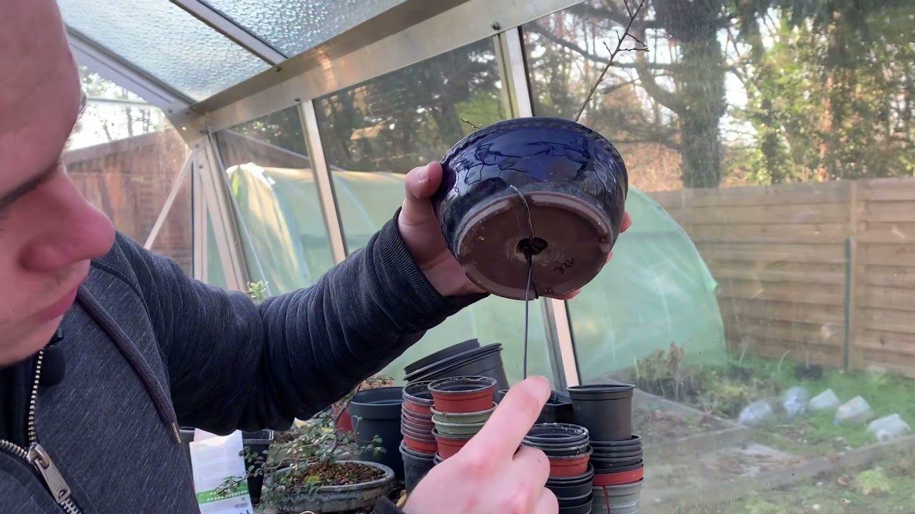 Ligaturer un bonsaï à partir de bouture