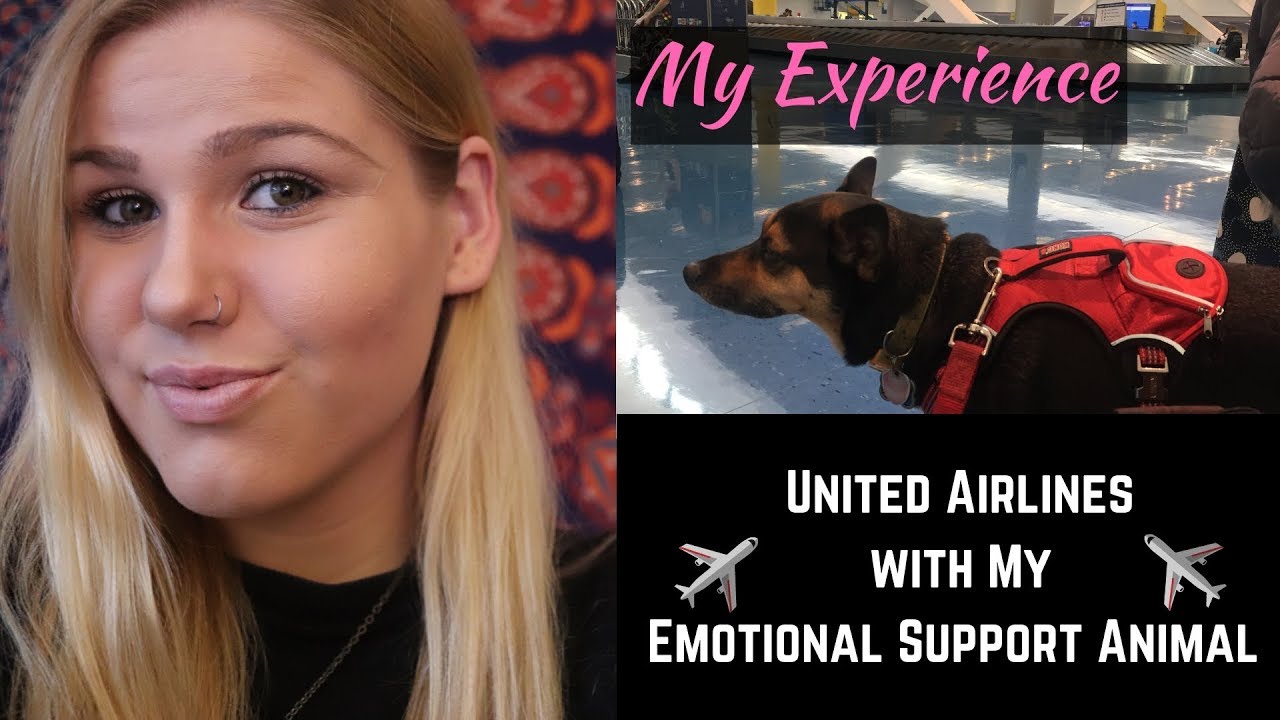 Tips For Flying With Emotional Support Animals On Airplanes United