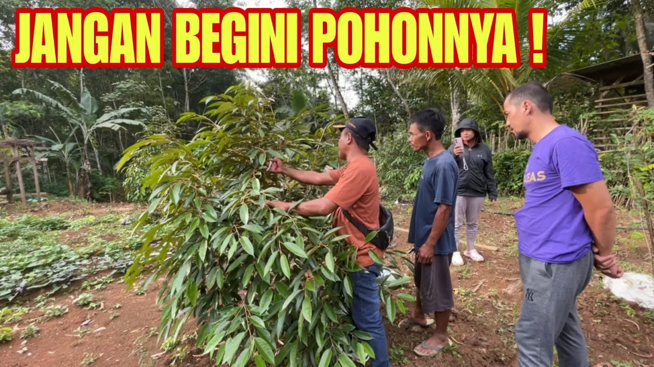 BANTU PERAWATAN KEBUN DURIAN. PRUNING WAJIB